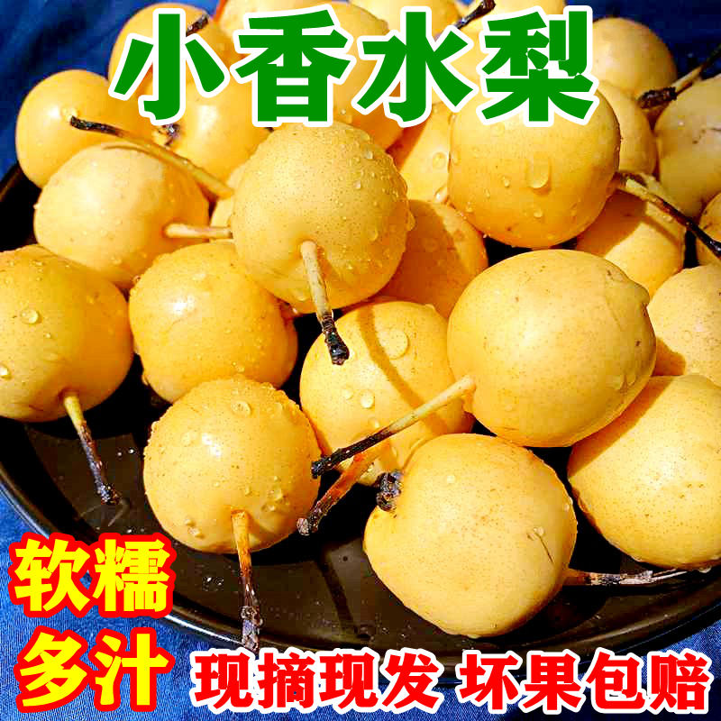 正宗小香水梨新鲜水果软糯多汁酸甜孕妇辽宁特产非南果梨整箱包邮