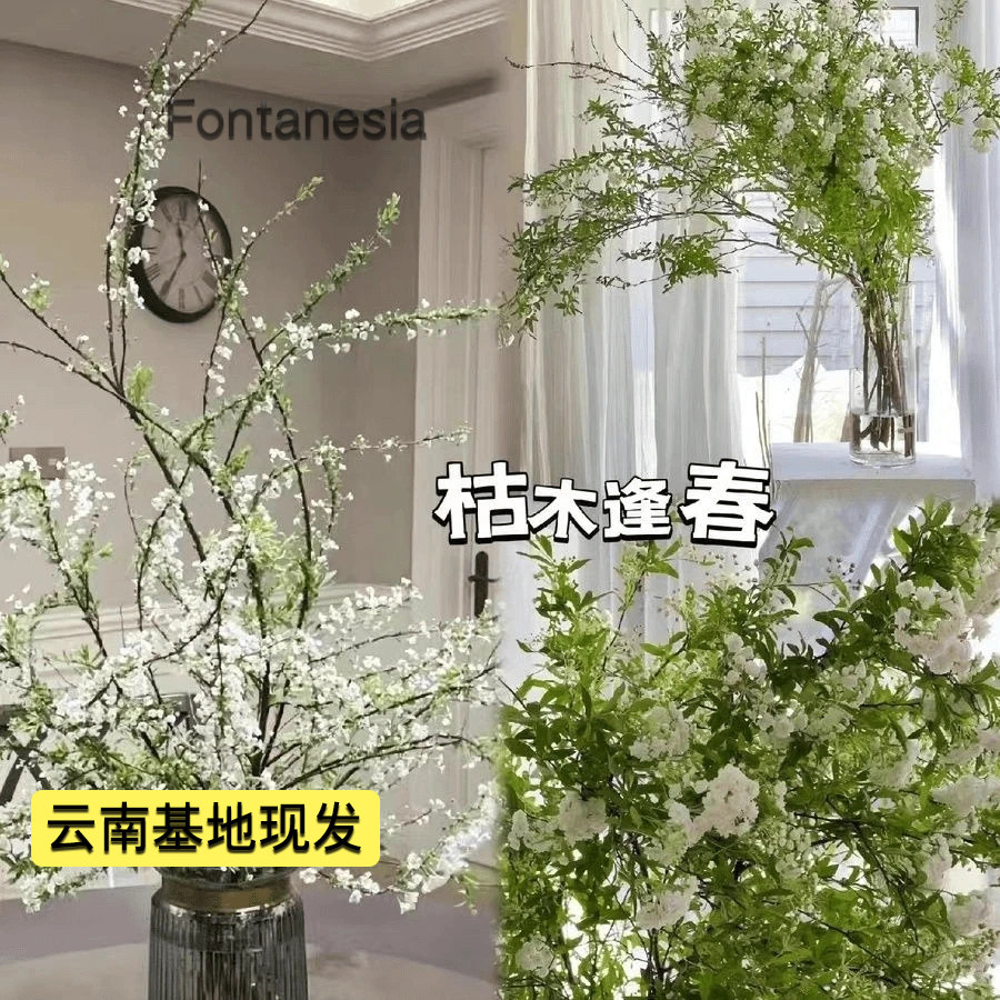 【带芽发货】雪柳鲜枝耐寒水养遇水插花开花水培室内花卉干枝雪柳