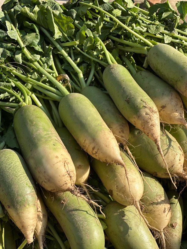 河南特产蒋集萝卜啰头青萝卜生吃凉拌