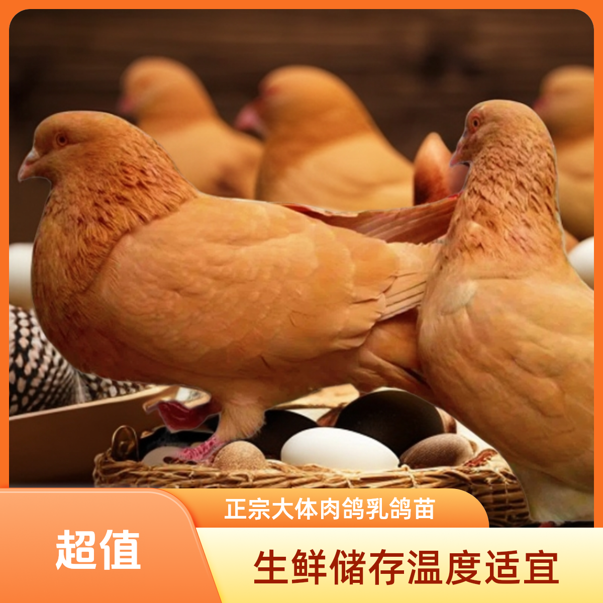 鸽子同城配送正宗大体肉鸽乳鸽新鲜鲜鸽苗元宝幼鸽饲养繁殖包邮