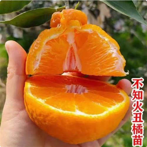 四川柑橘树果苗不知火爱媛38号春见耙耙沃丑柑桔嫁接砂糖橘子树苗
