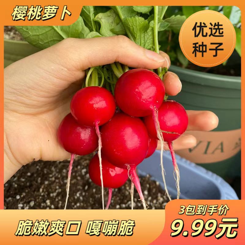 【樱桃萝卜】种子迷你萝卜菜籽四季阳台盆栽易种蔬菜水果新鲜种子