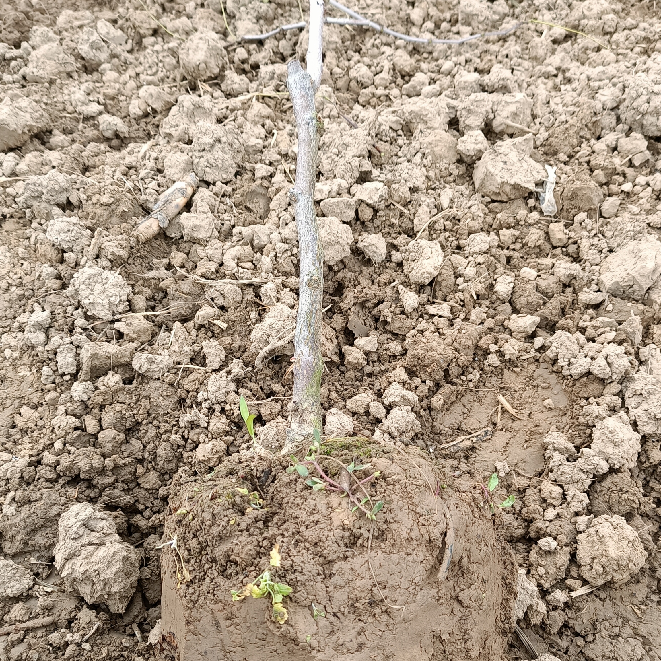 灯笼枣树苗，手指粗，80厘米高。三年苗明年结果