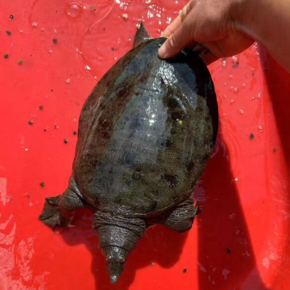 湖北洪湖土甲鱼（一物一拍）包土甲鱼水老鳖洪湖小卢甲鱼鲜活