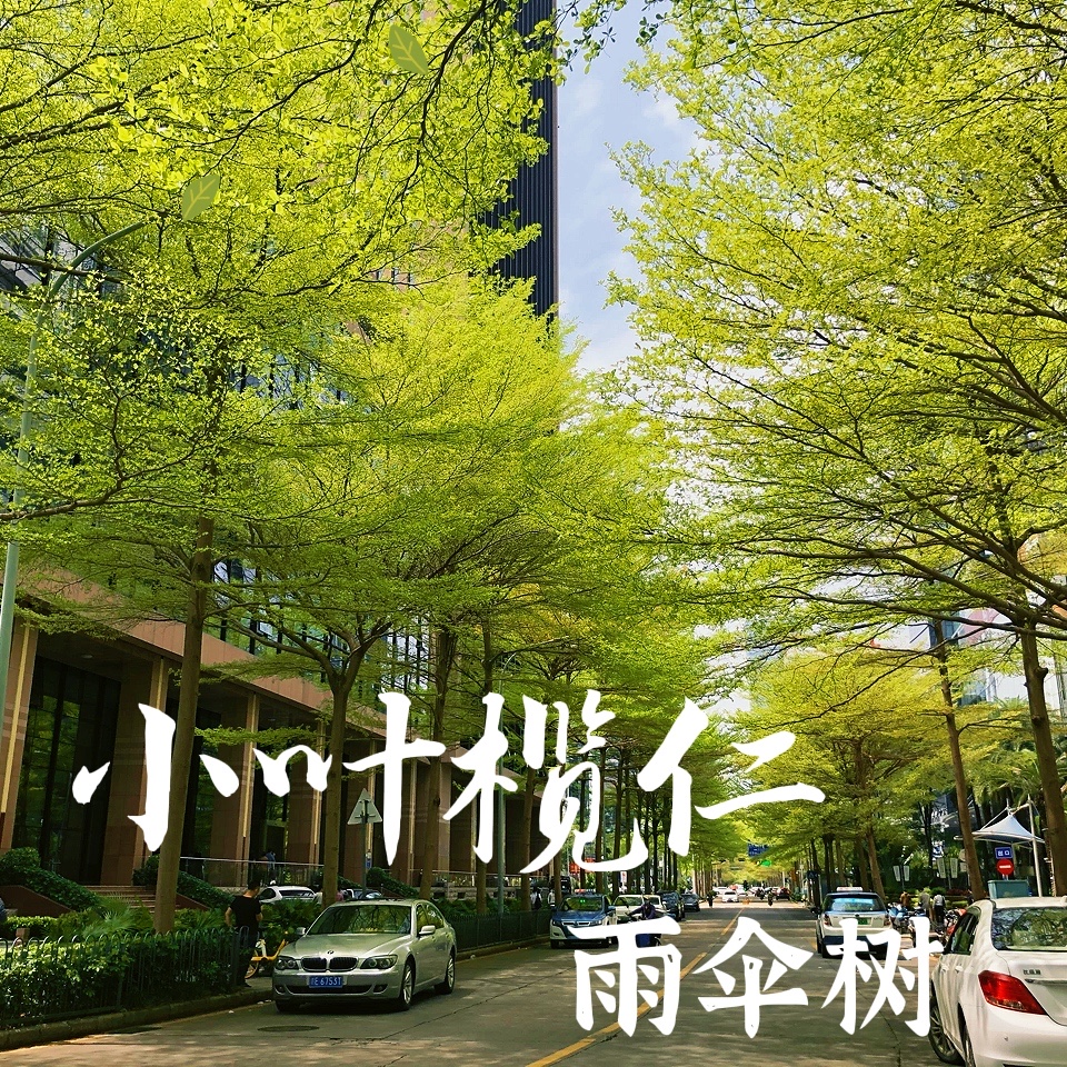 小叶榄仁黄花树苗绿植户外庭院绿化遮荫雨伞树苗木小苗行道风景树