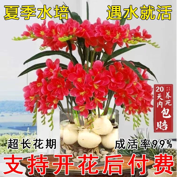 晚香玉水培植物花卉绿植盆栽四季开花浓香型室内外庭院多年生花苗
