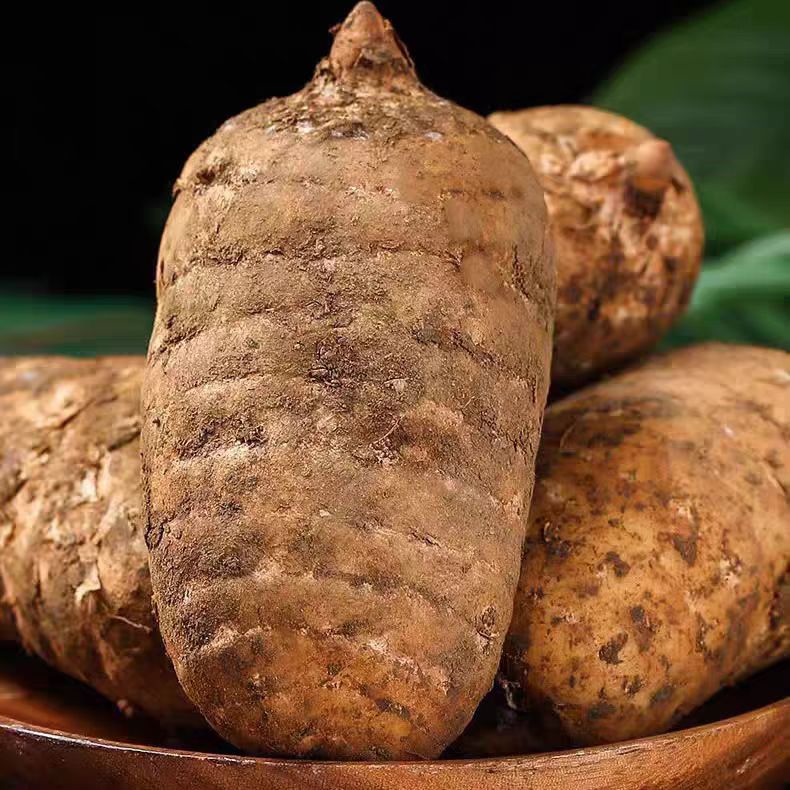 源自云南昭通小草坝高山种植新鲜乌天麻新鲜采挖带土发货坏果包赔