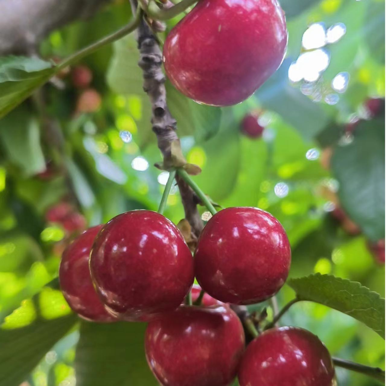 树界【黑珍珠苗】车厘子大樱桃单棵栽种自花授粉结果产量高浓郁种植