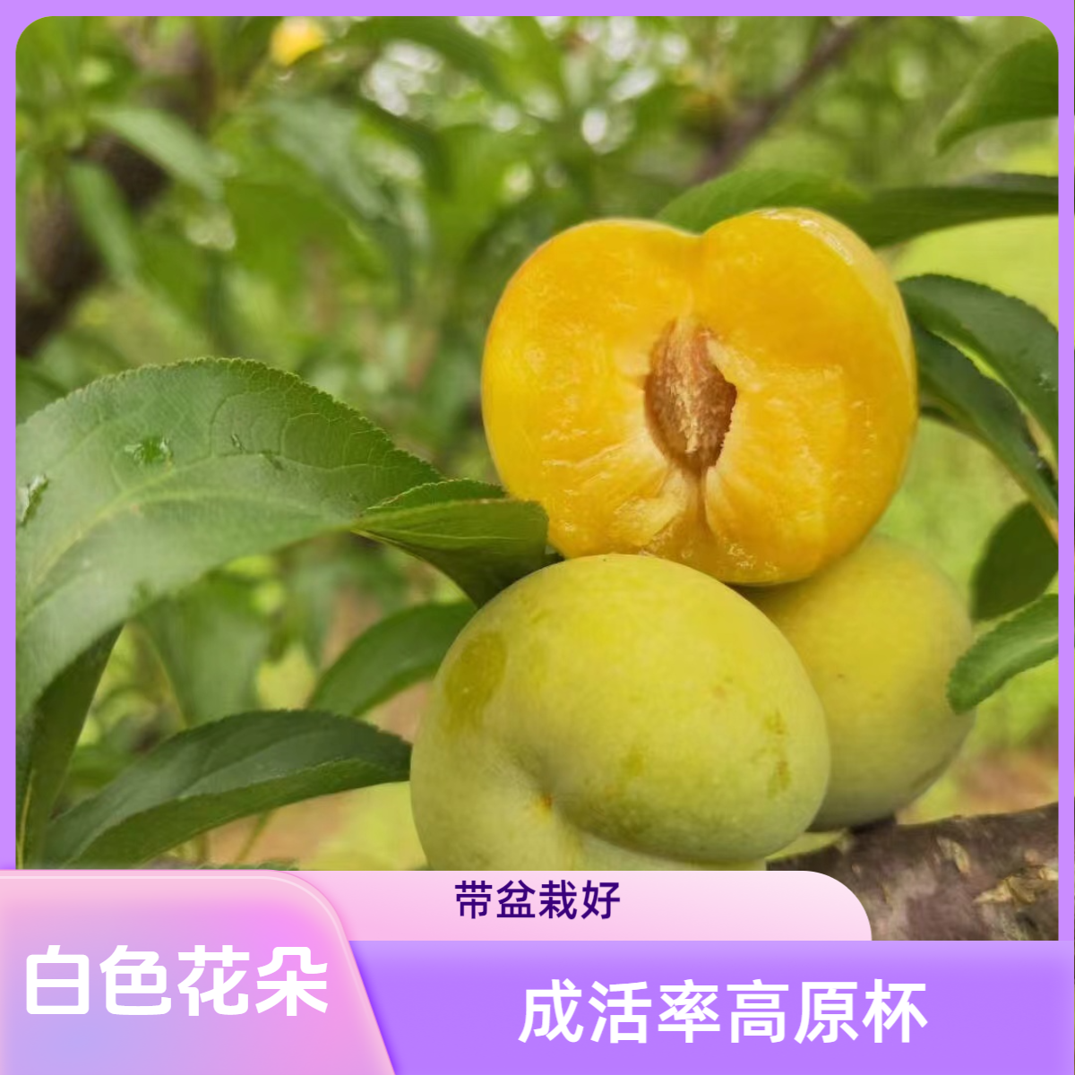 树界（六马蜂糖李苗）纯甜无酸成活率高原杯原土发货品质优良易种植