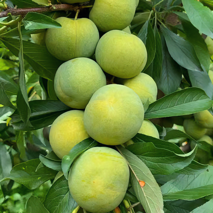 树界（清泉甜脆李苗）纯甜无酸成活率高原杯原土发货品质优良易种植