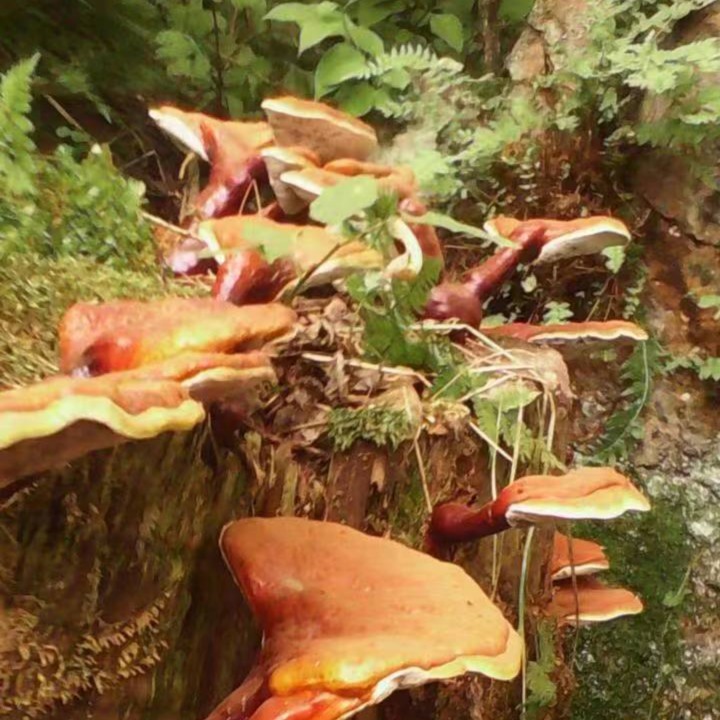 饶河特产野生松山赤灵菇50克