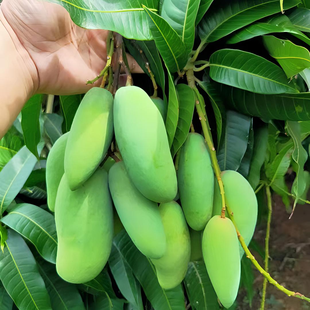 【果园直发】海南三亚象牙芒生吃酸芒新鲜现摘无核嫩果广西酸嘢孕妇
