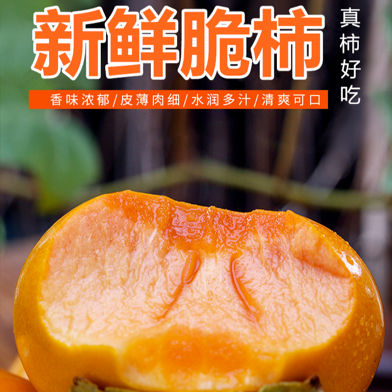 柿子树阳丰太秋火晶柿子树苗南北方均可种植耐寒耐旱创作新手必备