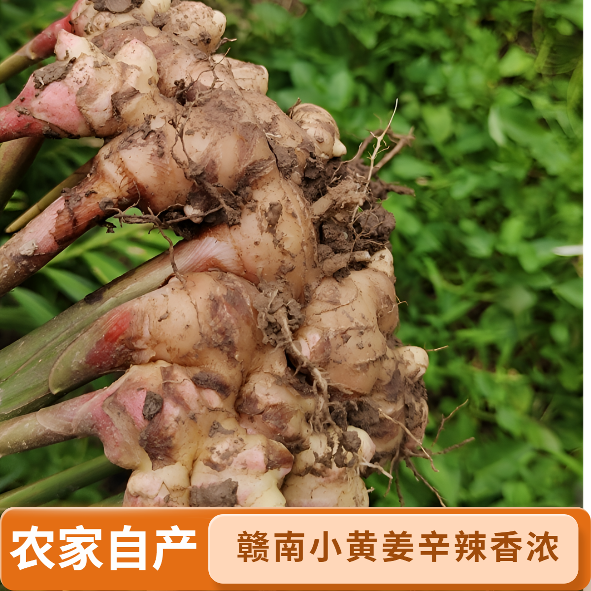 赣南农家老姜小黄姜辛辣香浓食用种植1斤细腻放心品质仔姜自产