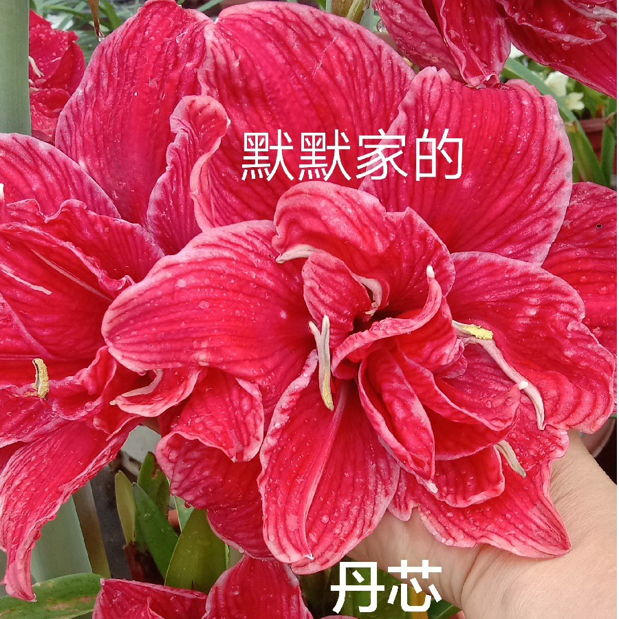 《丹芯》国内精品杂交朱顶红，巨花，花色雍容大气比较像牡丹，爱生侧，