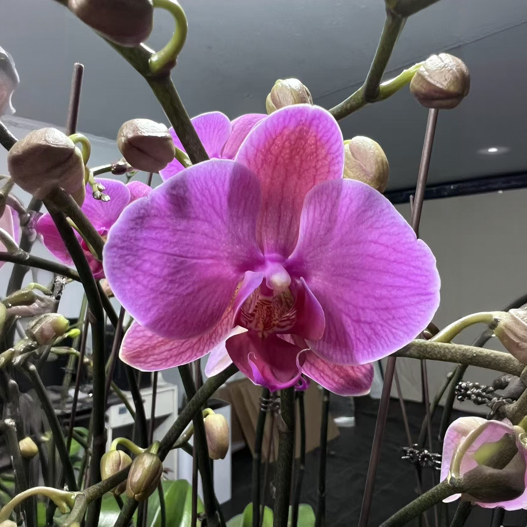 新品紫色大花蝴蝶兰盆栽室内阳台