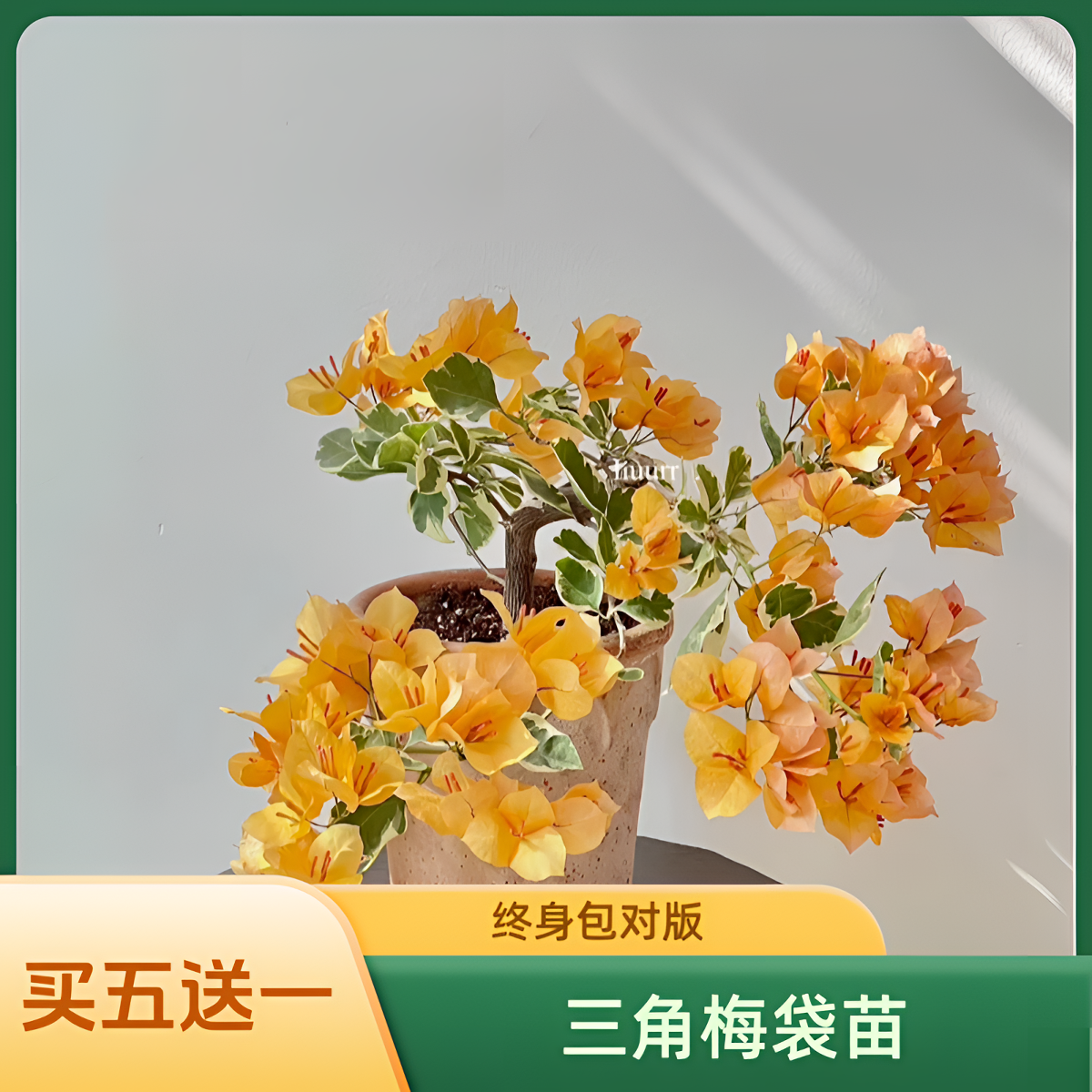 三角梅袋苗包邮福建漳州发货买五送一花卉阳台庭院开花绿植