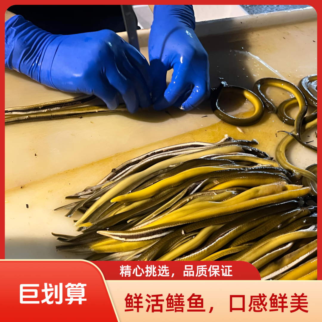 店播专属（2斤）现杀鳝丝 福利价格，1.5斤+半斤顺丰包邮厂家现货