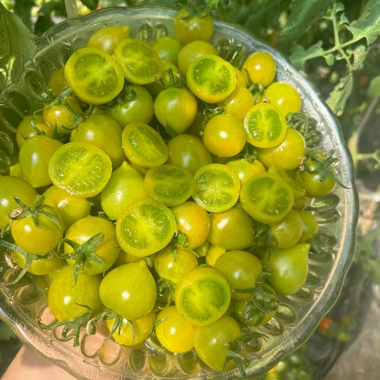 【青口蜜小番茄】山东绿宝石小番茄现摘现发 净2/3斤 顺丰包邮