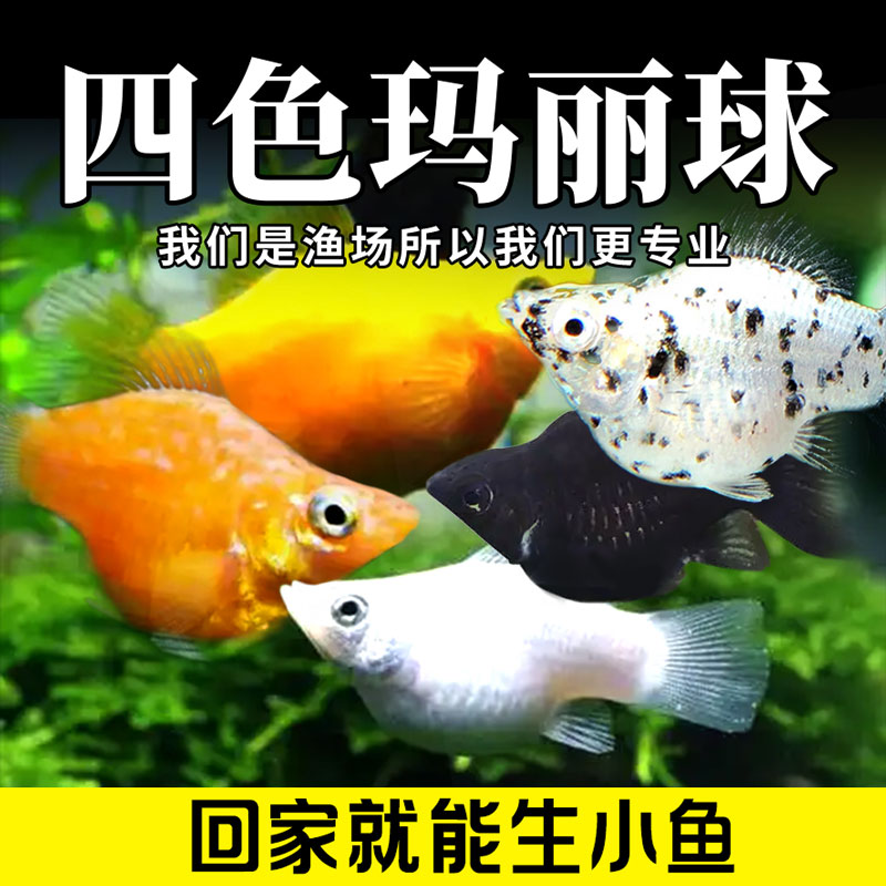 【包活7天】‌新手好养玛丽球带胎热带鱼小型观赏鱼混养