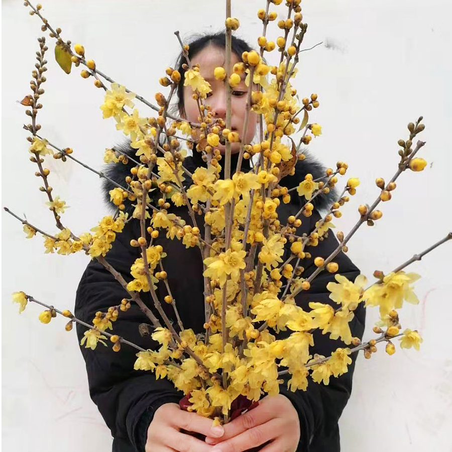 带花苞干枝腊梅鲜切枝条水培浓香型年宵花卉遇水开花