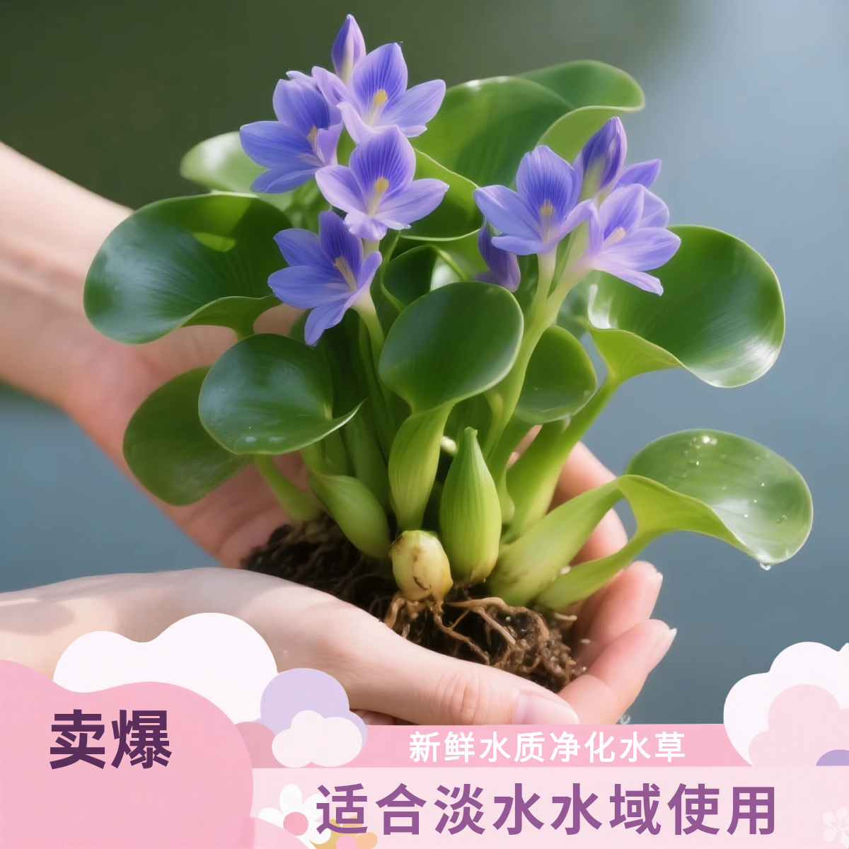 新鲜水质净化水草水葫芦养鱼龟缸造景装饰水培植物池塘净化水质