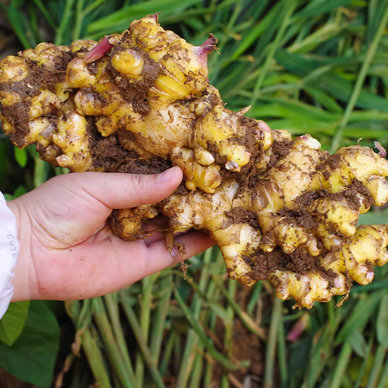 【5斤一年老姜巨划算)贵州小黄姜生姜高山老姜土姜月子姜黄姜批发