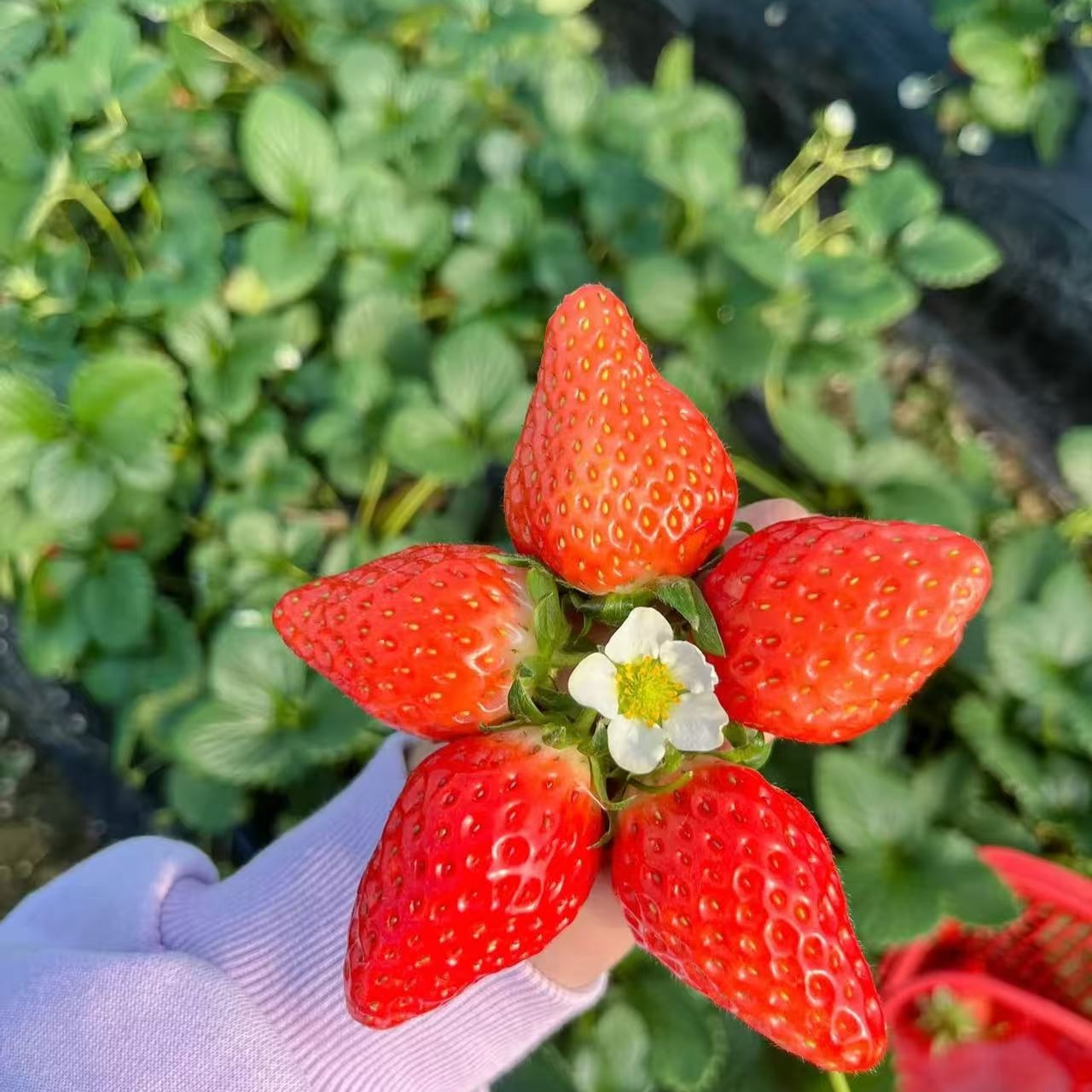 【基地直发】奶油草莓秧苗盆栽四季草莓苗南方北方种植当年结果