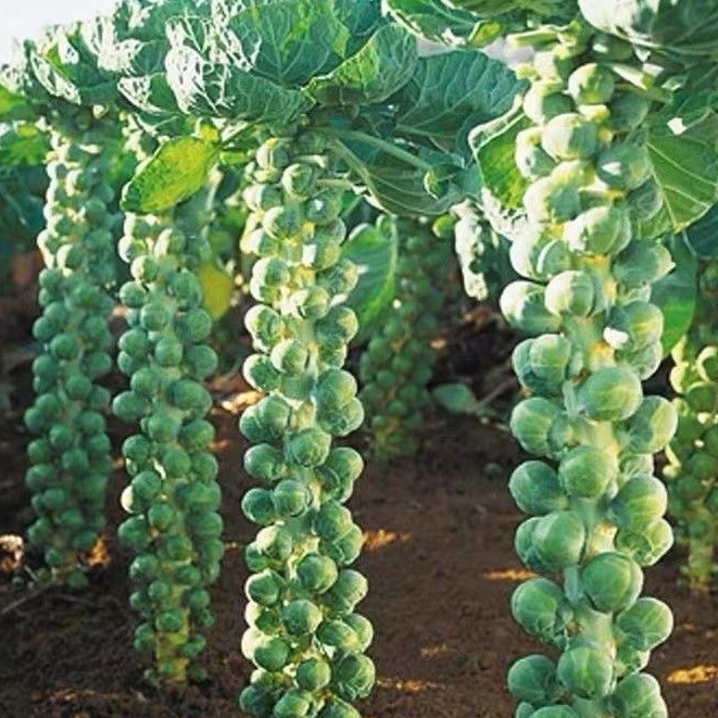 【孢子甘蓝种子】孢子甘蓝菜种子蔬菜种籽小包菜卷心蔬菜种子阳台