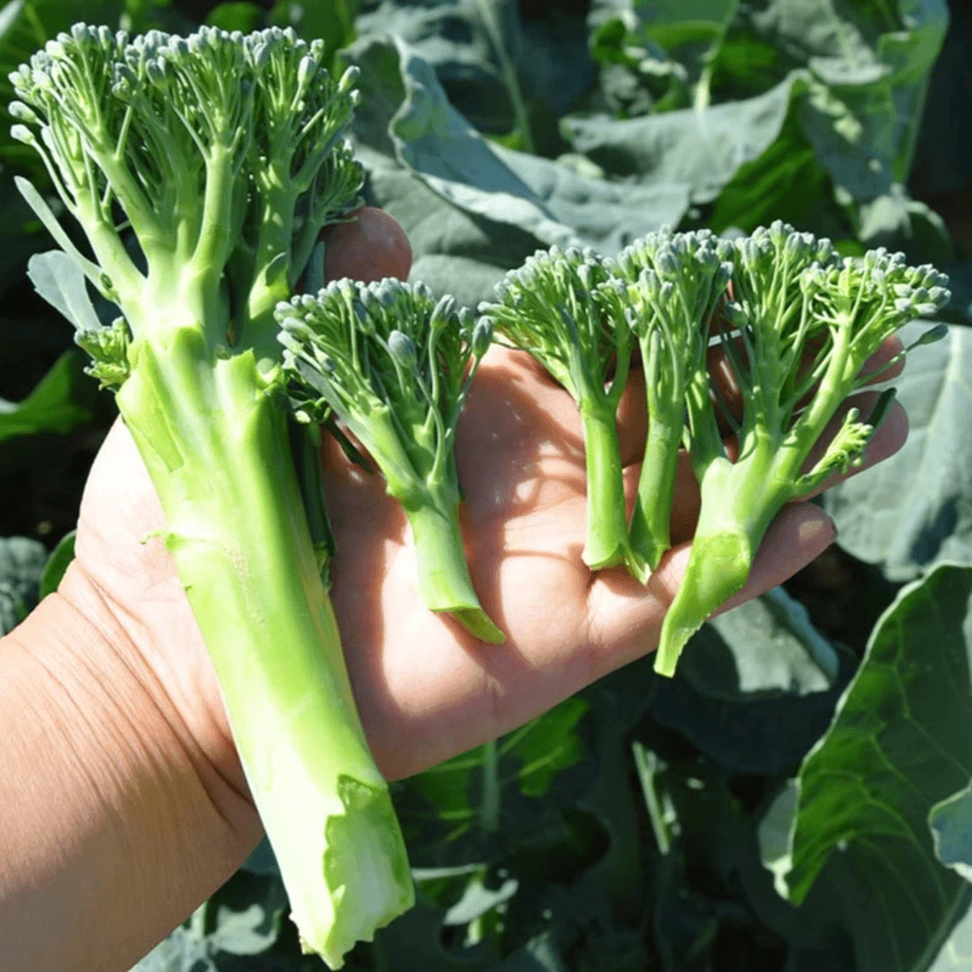 耐寒早熟西兰苔种子夏播秋播春播西兰花种子芥蓝芥兰菜心种子耐热
