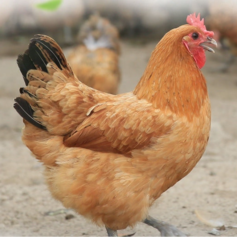 顺丰包邮 现场挑选现杀生鲜老母鸡正宗黑脚土鸡  包冰率不含冰