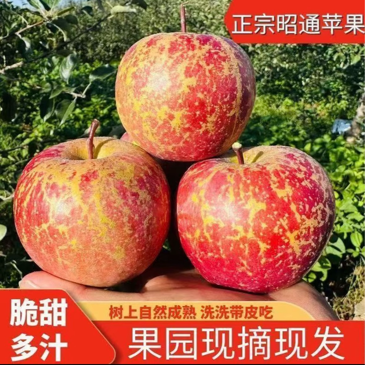 【高原丑苹果】正宗云南冰糖心丑苹果2025新鲜脆甜水果果园现摘现发