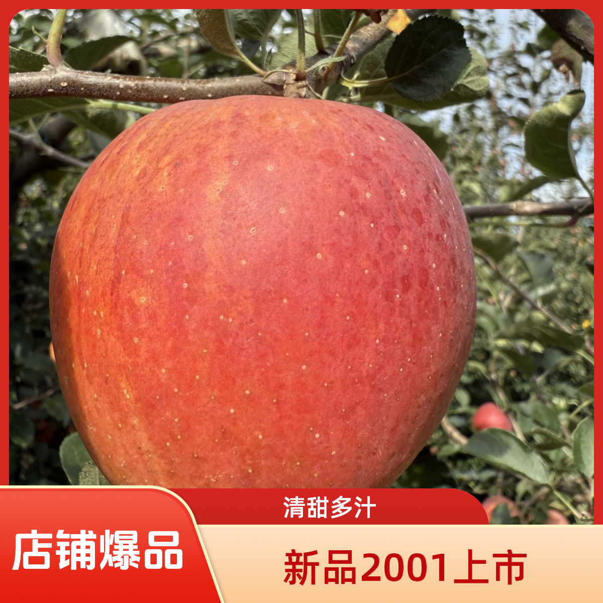 云南昭通丑苹果（2001）自家果园现摘打包发货脆甜新鲜多汁当季水果