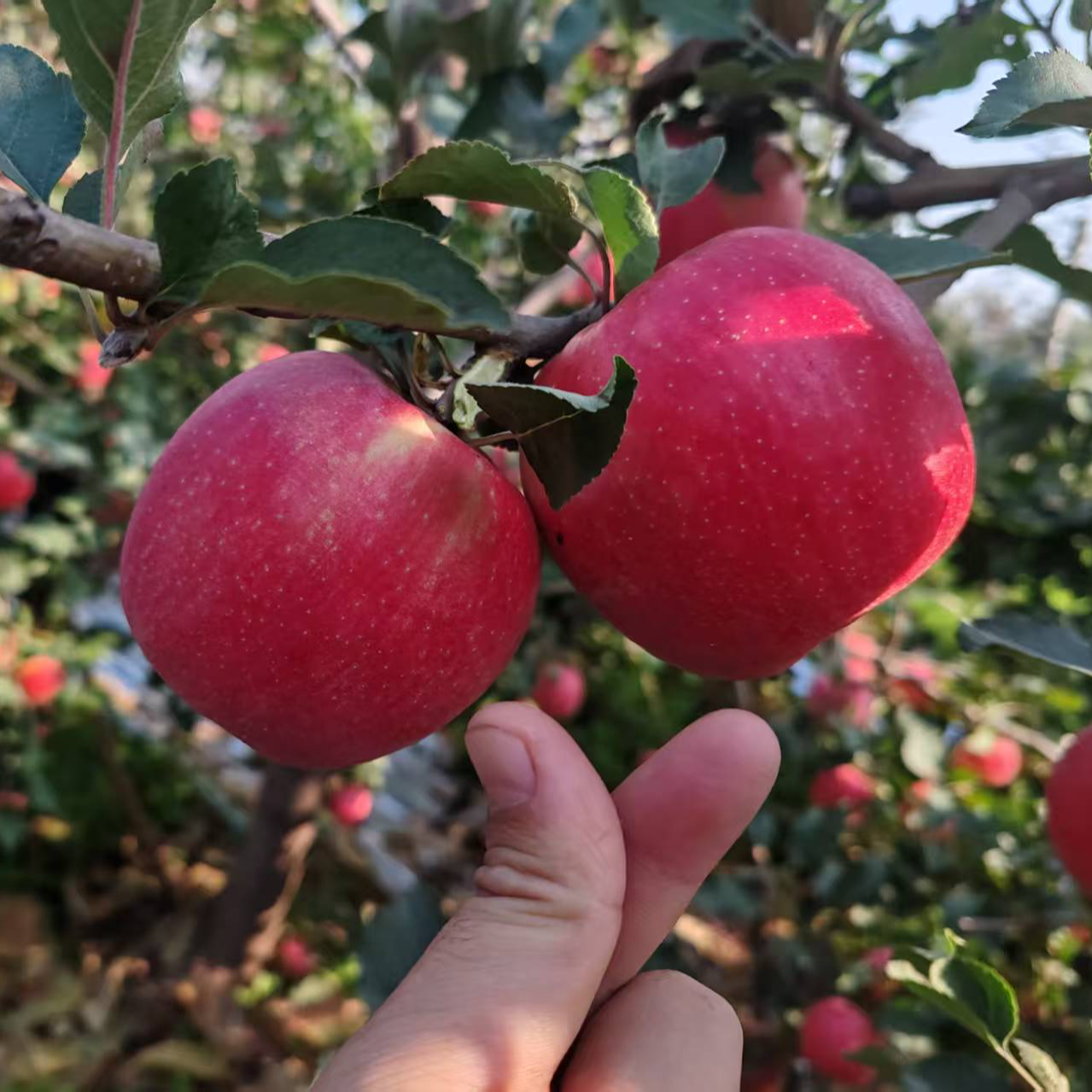 粉红女士苹果脆甜新鲜现摘陕西特产