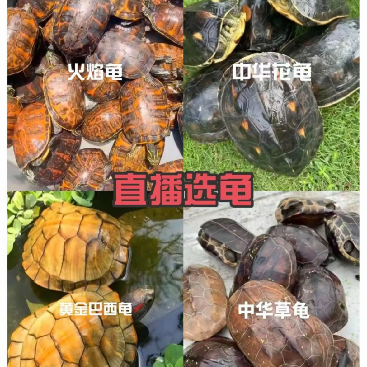 可下蛋观赏宠物种龟一物一拍改价链接