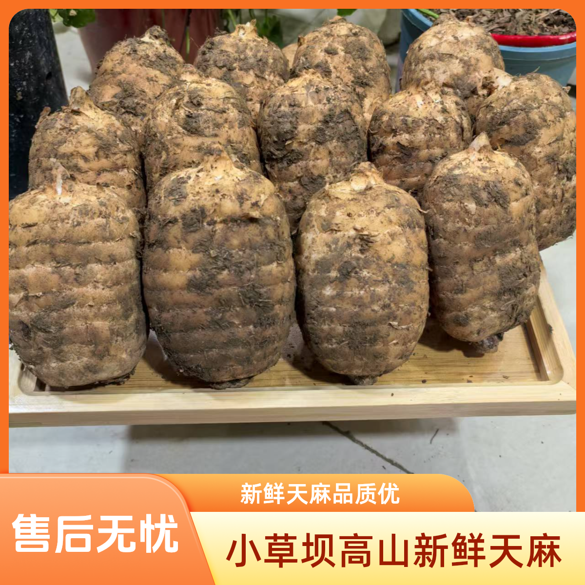 【天麻】正品云南昭通小草坝新鲜乌天麻、生天麻、湿天麻、炖肉、煲汤