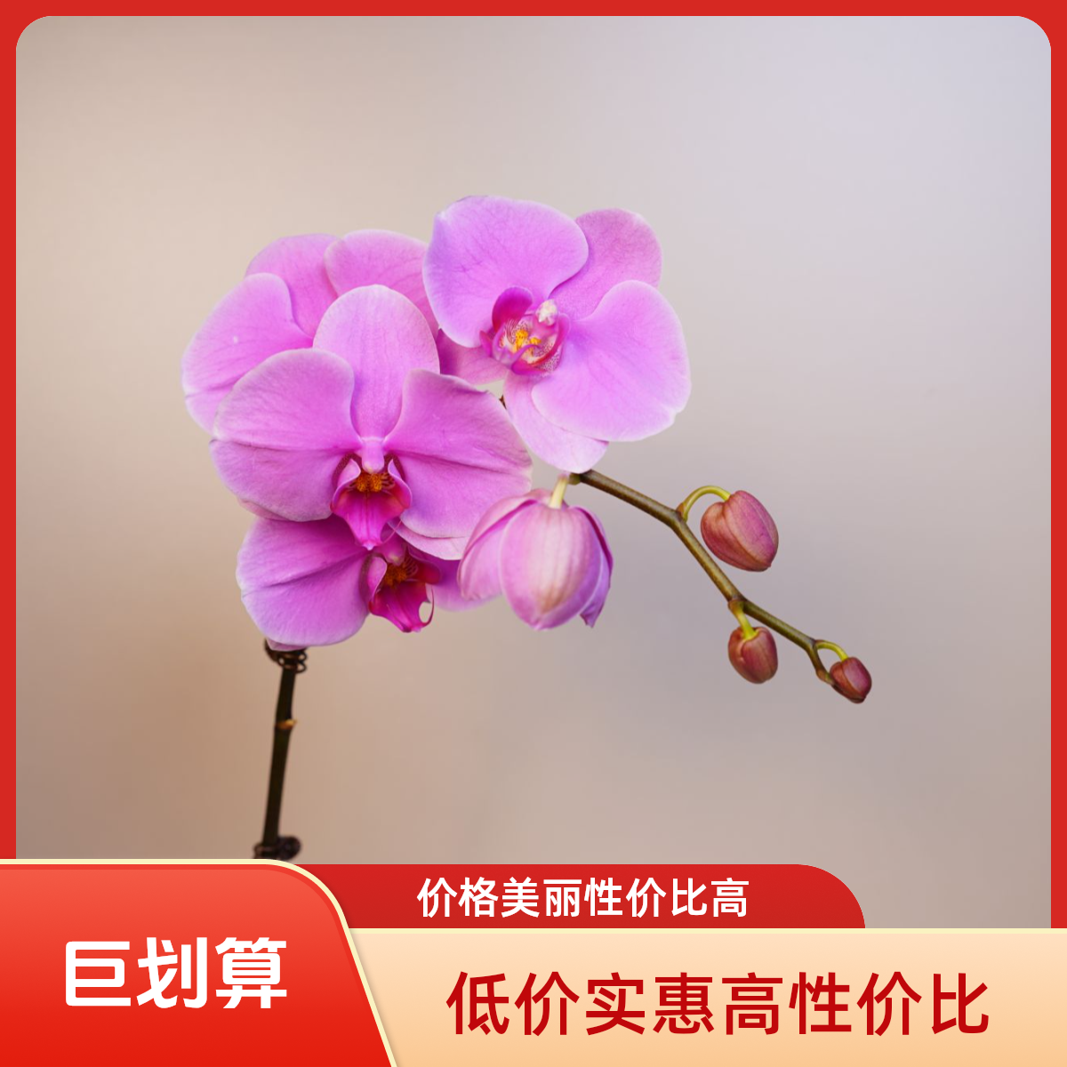 悠花里蝴蝶兰（刘诗诗3.0寸）带花带花苞开花珠发货