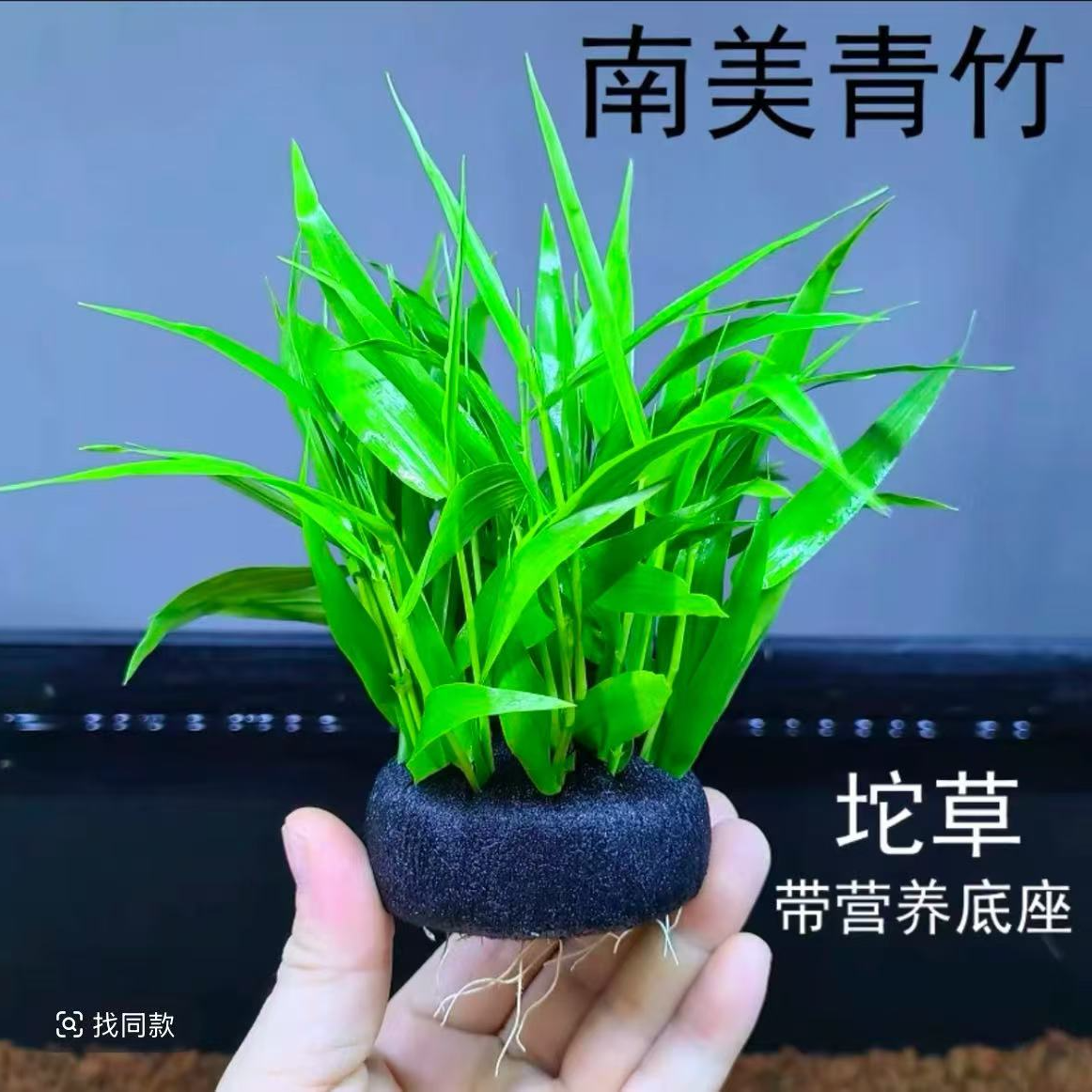 南美青竹坨草水下叶阴性水草适合新手用于鱼缸草缸造景