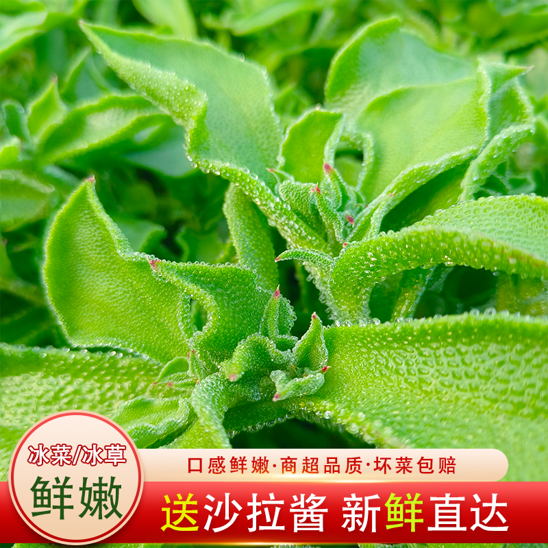 苏北新鲜冰菜冰草可做沙拉凉拌火锅视频吃播声控即食蔬菜咀嚼音