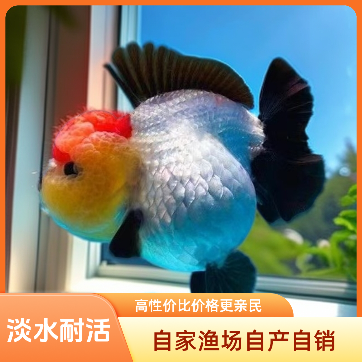 精品玛丽泰狮金鱼活鱼冷水可养耐活好养淡水招财活体观赏鱼观赏鱼