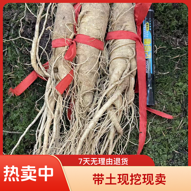 【2支100克左右鲜人参】长白山原产地新鲜人参带土现挖现卖产地直发