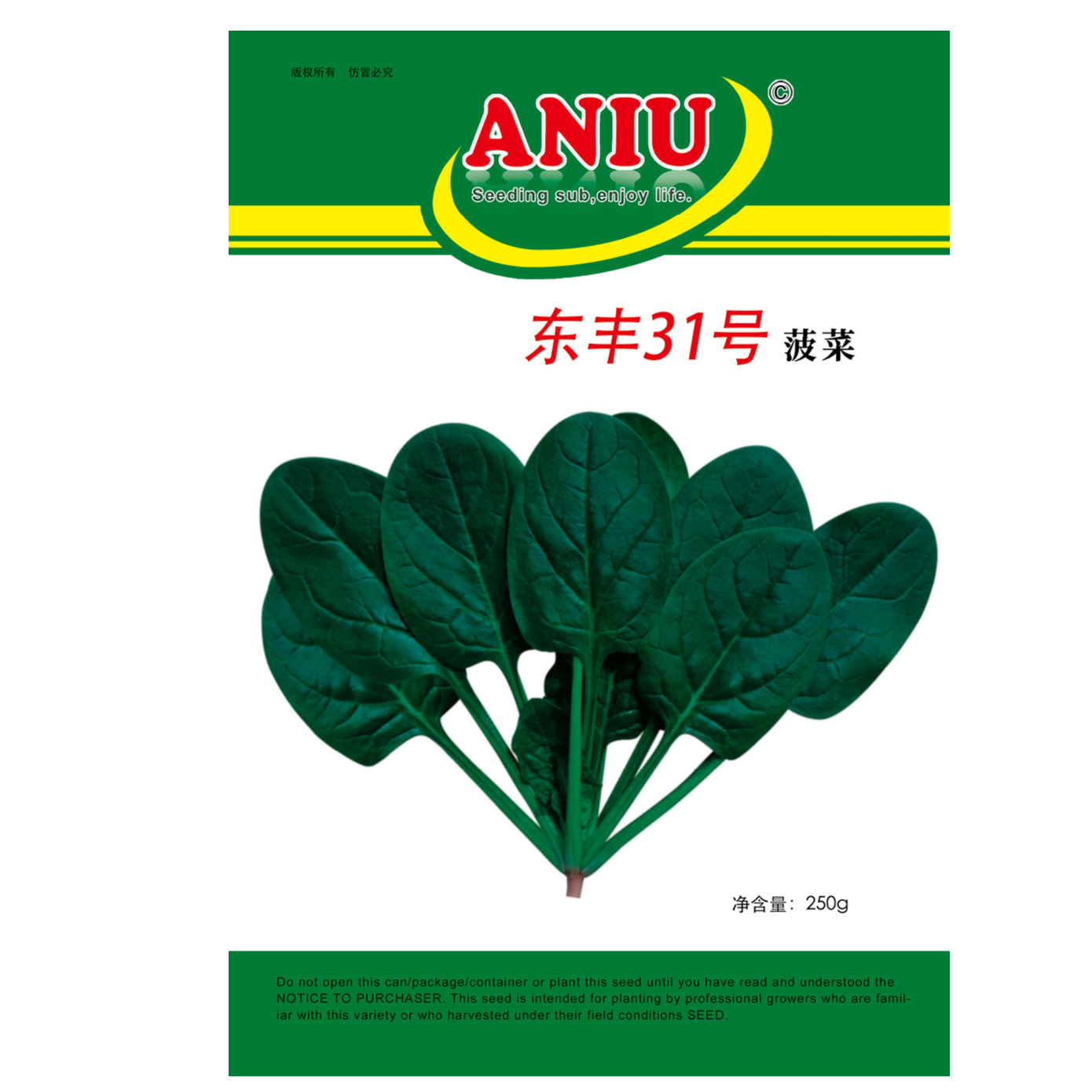 东丰31号菠菜种子（净含量：250克）蔬菜