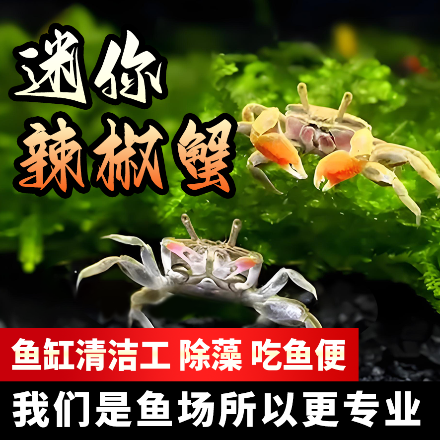 死包赔｜迷你辣椒蟹活体淡水深水｜相手蟹相守蟹桌面宠物蟹免换水