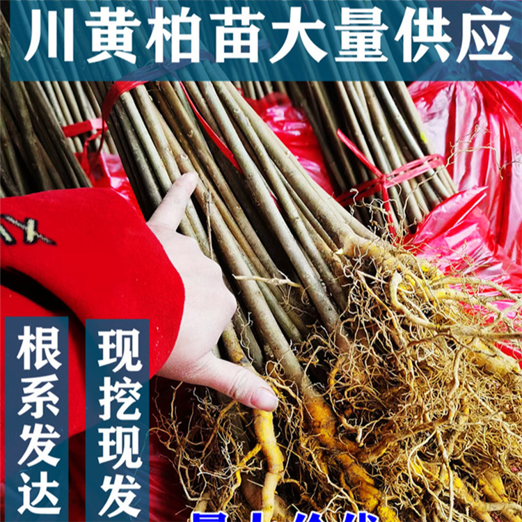 出售黄柏树苗川黄柏种苗南北方耐寒大叶厚皮黄柏苗现挖现发易存活