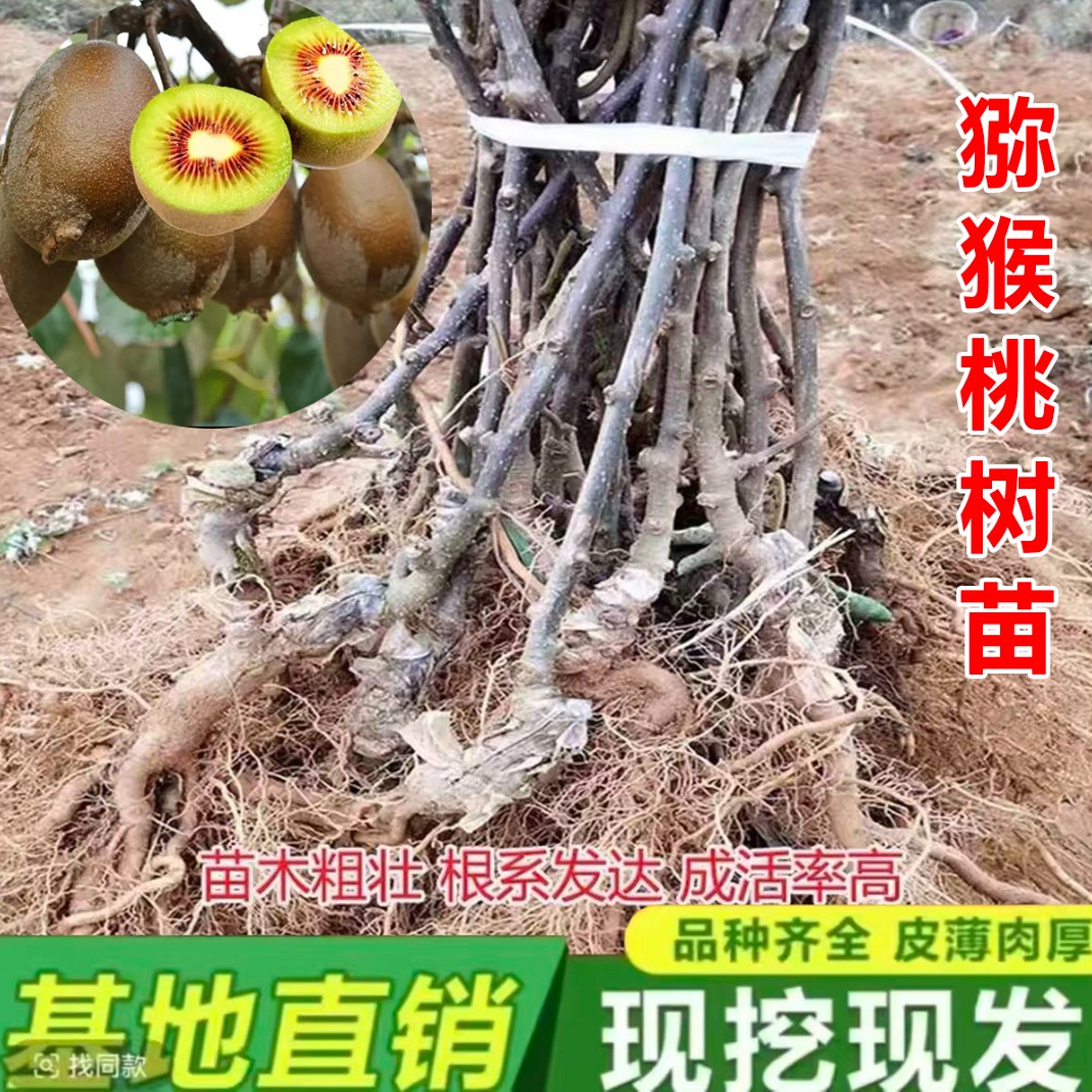 【买1送1猕猴桃树苗】公母同株品种猕猴桃南方北方都可种植果树苗