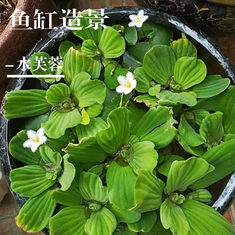 水芙蓉鱼缸造景净化水质养鱼水草养龟池塘养殖浮萍水培植物养虾龟