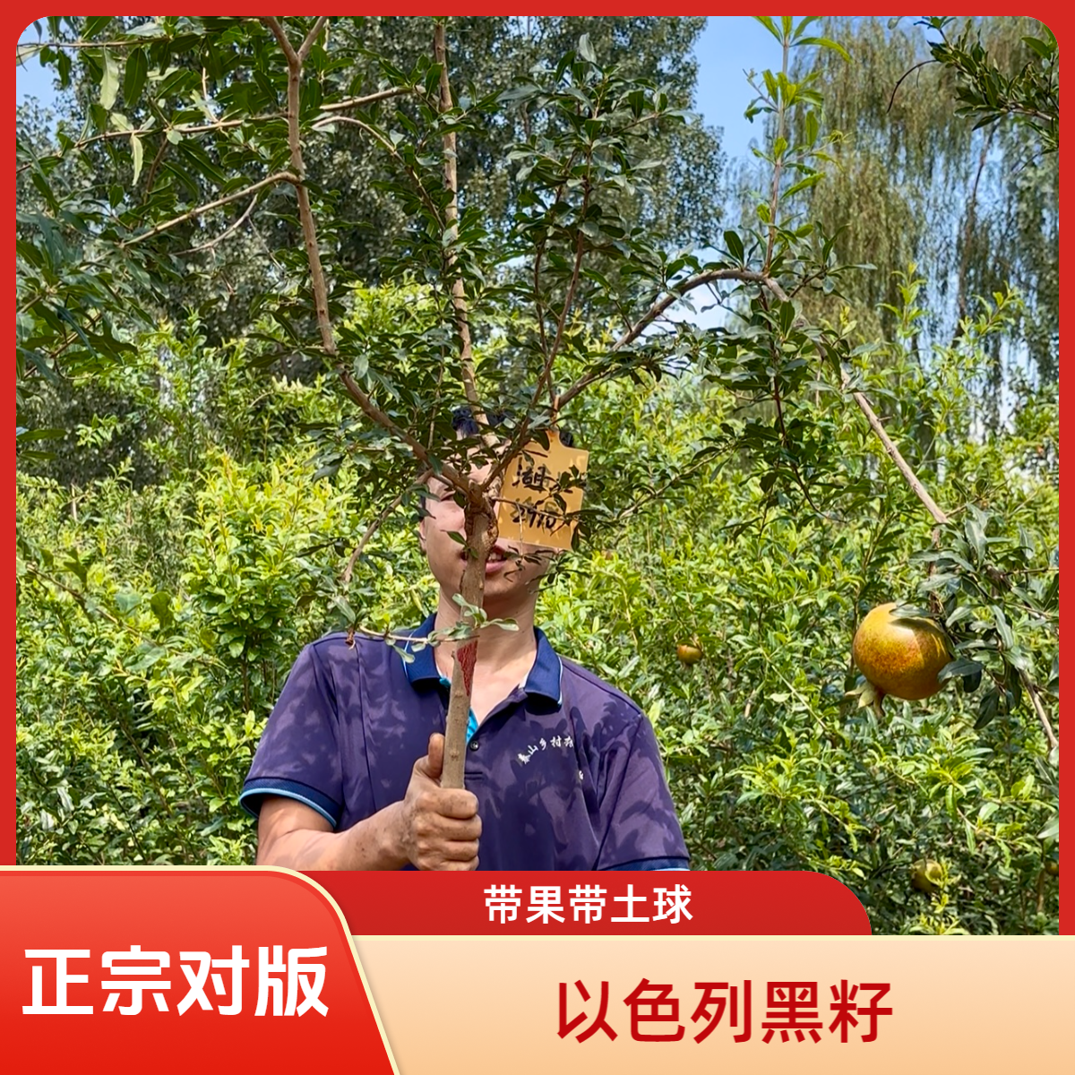 带果规格以色列黑籽石榴树 正宗对版石榴树苗 别墅庭院绿植