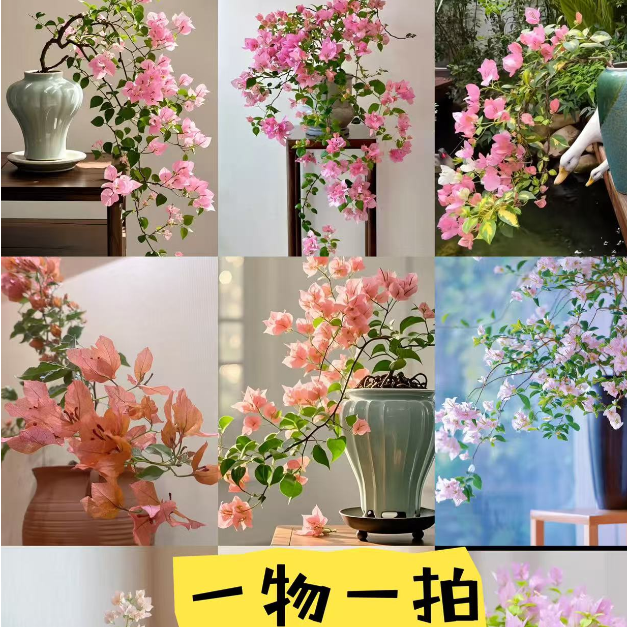 【请找到对应价格下单】一物一拍（发货核对收货人尾数后4位）