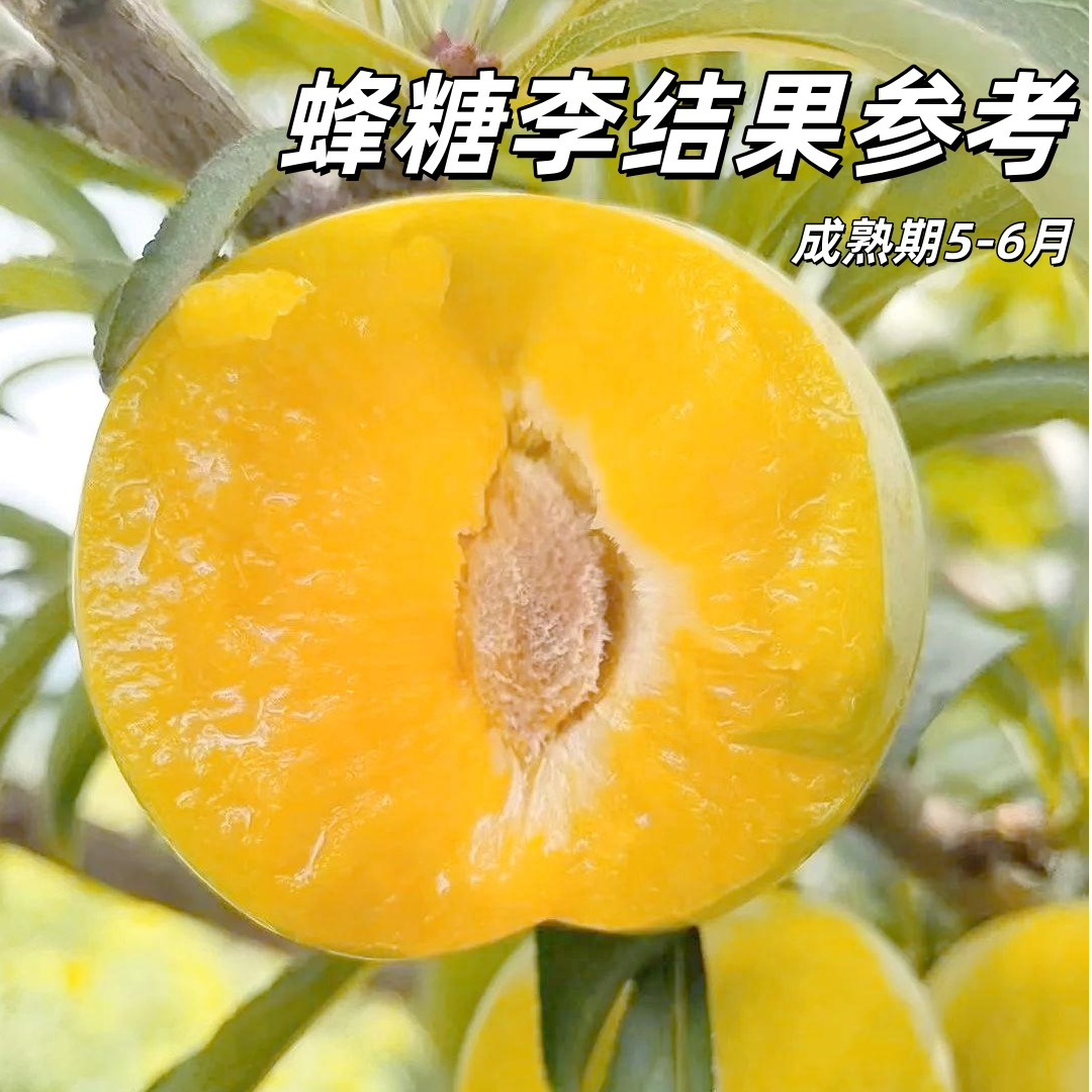 当年结果大果早熟蜂糖李子树苗嫁接青脆脱骨李子果树苗好成活结果