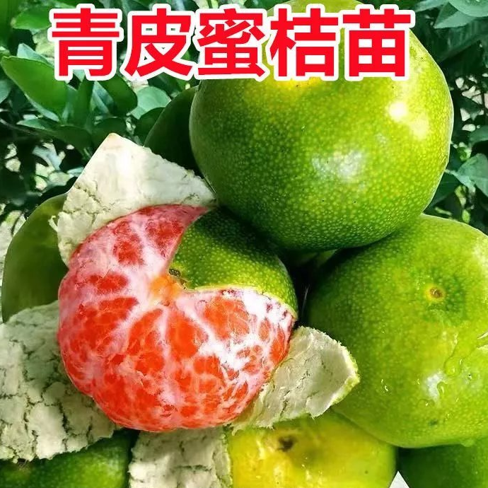 早熟新品种青皮桔子苗 九月成熟 盆栽地栽桔子苗庭院种植